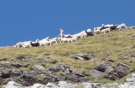 Pastoralisme : une formation de berger vacher proposée à Lannemezan | Vallées d'Aure & Louron - Pyrénées | Scoop.it