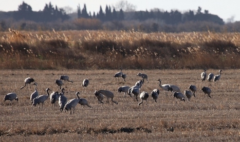 Grue cendrée (Grus grus), Common Crane | Camargue Nature | Scoop.it
