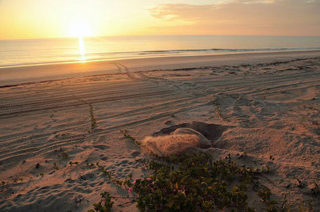 CestMed - Appel à bénévoles : Suivi et surveillance de traces de ponte de tortues marines  | Camargue Nature | Scoop.it