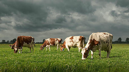Dossier annuel Bovins lait, Année 2024 - Perspectives 2025 | SCIENCES DE L' ANIMAL | Scoop.it
