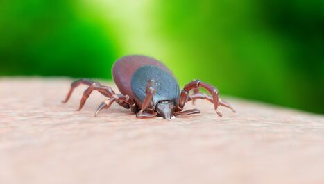 Tout sur les tiques | EntomoScience | Scoop.it