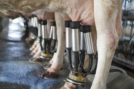 La production de lait a augmenté de 20% en Belgique | Actualités de l'élevage | Scoop.it