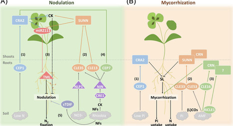 Signaling peptides at the crossroad of root endosymbioses | Tin | RMH | Scoop.it
