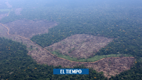 Expertos hablan del impacto del coronavirus en el cuidado del medio ambiente - Medio Ambiente - Vida - ELTIEMPO.COM | Sur terre ...Latam sostenibilidad | Scoop.it