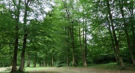 SAINT-GOBAIN La for&ecirc;t, une cath&eacute;drale verte, derri&egrave;re les glaces de Saint-Gobain | Saint-Gobain 350 | Scoop.it