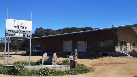 Agriculture : la filière viande bovine se structure en Corse | La Gazette des abattoirs | Scoop.it