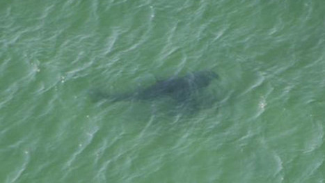 Great White Sighting Signals Return Of Sharks To Cape | Boston, you're my home | Scoop.it
