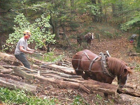 Le d&eacute;bardage &agrave; cheval prot&egrave;ge la Vall&eacute;e du moulin de la mer , Matignon 15/11/2011 - ouest-france.fr | Cheval et Nature | Scoop.it