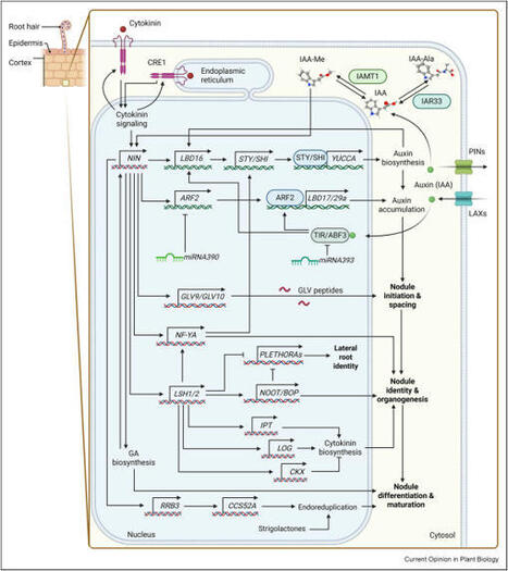 From roots to nodules: regulation of organogenesis in nitrogen-fixing symbiosis | Plant-Microbe Symbiosis | Scoop.it