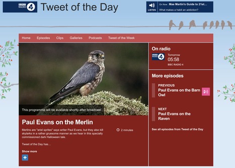 BBC Radio 4 Tweet of The Day Paul Evans on the Merlin #Halloween  | World Science Environment Nature News | Scoop.it