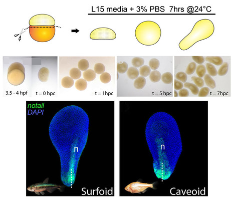 Des pescoïdes et des chimères pour comprendre l’évolution développementale précoce d’un poisson cavernicole aveugle | Life Sciences Université Paris-Saclay | Scoop.it