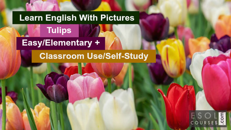 Learn English with Pictures - Tulips | English Word Power | Scoop.it