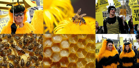 Pourquoi l’abeille est-elle devenue le symbole de la lutte contre les pesticides ? | EntomoScience | Scoop.it