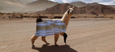 Pourquoi les médias ont eu raison de couvrir l'histoire de la robe et des lamas | Les médias face à leur destin | Scoop.it