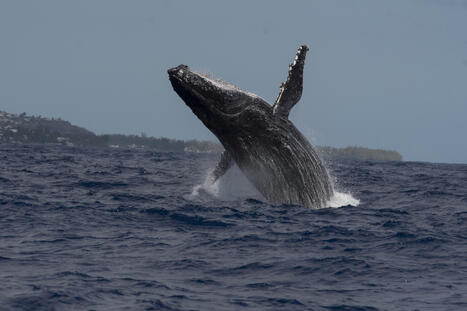 Saison des baleines : 2026 &laquo; ne s&rsquo;annonce pas comme un tr&egrave;s grand cru &raquo;, selon Globice | Revue de presse C&eacute;tac&eacute;s | Scoop.it