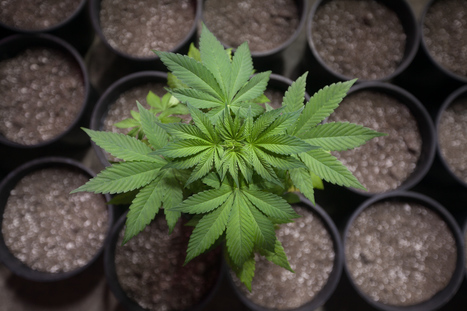 Congress Just Got More Marijuana Friendly | Marijuana, Cannabis, Longevity, Legacy | Scoop.it