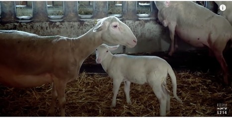 L’abattoir ovin de Rodez perd son agrément en raison de « pratiques inacceptables » et « manquements graves aux règles de protection animale » | Actualité Bétail | Scoop.it