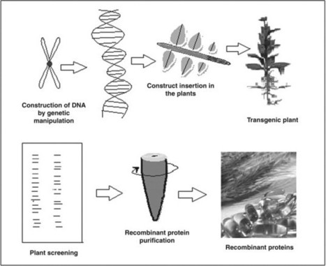 Edible Vaccine - an overview | ScienceDirect Topics | Mucosal Immunity | Scoop.it