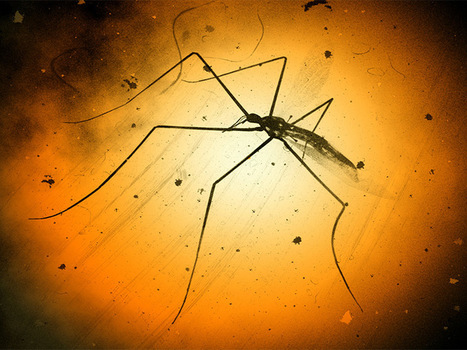Pérdida de células ganglionares causa problemas de retina en Zika congénito | Salud Publica | Scoop.it