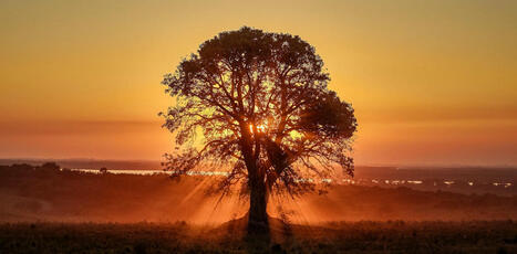Les arbres savent-ils quand a lieu le solstice ? | Biodiversité - @ZEHUB on Twitter | Scoop.it