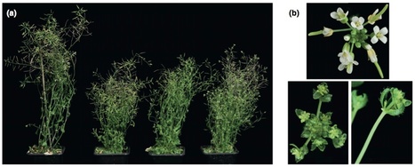 Current Opinion Microbiology: The genome biology of phytoplasma: modulators of plants and insects (2102) | Plants and Microbes | Scoop.it