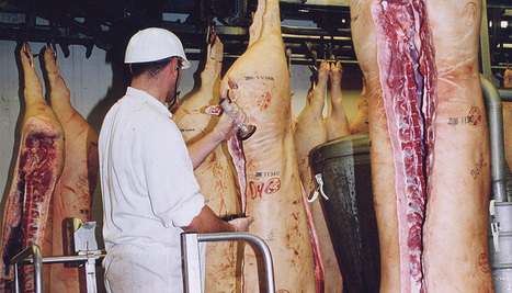 Covid-19: M. Guillaume n'exclut pas que tous les salariés d'abattoirs soient testés | Journal Paysan Breton | La Gazette des abattoirs | Scoop.it