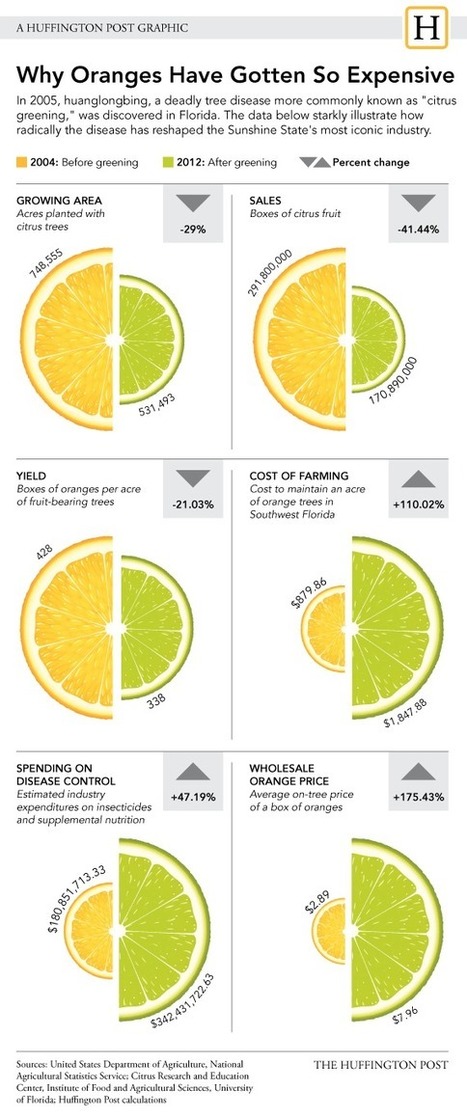 GMO Oranges Come One Step Closer To Market | Plant Sciences | Scoop.it