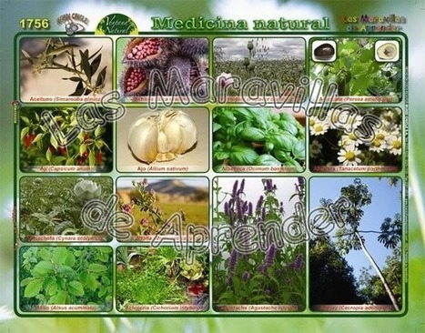 10 hierbas y especias para fortalecer tu sistema inmunológico | PIENSA en VERDE | Scoop.it