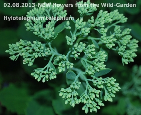 Hylotelephium telephium - Wikipedia | Hobby, LifeStyle and much more... (multilingual: EN, FR, DE) | Scoop.it
