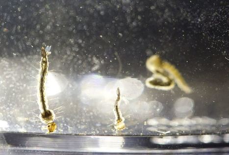 Les moustiques génétiquement modifiés, la meilleure arme pour réduire la transmission des maladies ? | EntomoScience | Scoop.it