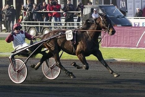 Ready Cash signe un doubl&eacute; dans le 91e prix d'Am&eacute;rique - LExpress.fr | Cheval et sport | Scoop.it