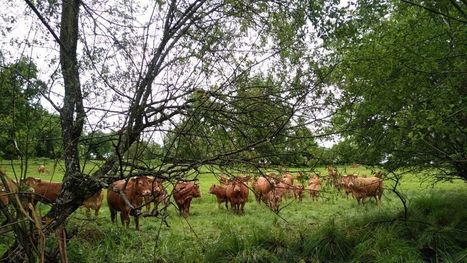 Les éleveurs bovins du Limousin ne veulent pas d'importation de viande bovine mexicaine | Actualité Bétail | Scoop.it