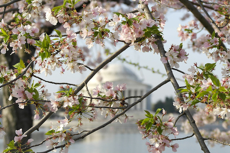 Reflections on the Entanglement of Principled Compassion, Morality, and Mind | Compassion | Scoop.it