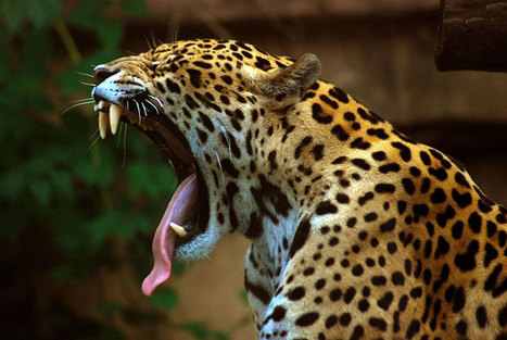 Les jaguars sont massacrés… pour leurs canines aux prétendues vertus médicinales | Agir pour la biodiversité ! | Scoop.it