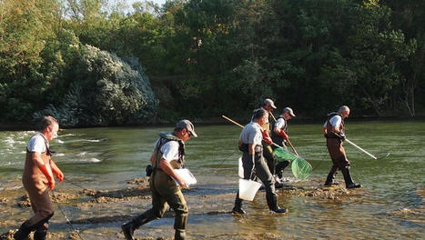 La Réserve naturelle prêche pour davantage de poissons | Lacroix-Falgarde | Scoop.it