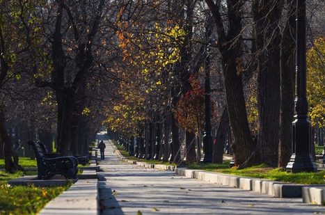 L&rsquo;arbre urbain | Nature en ville | Scoop.it