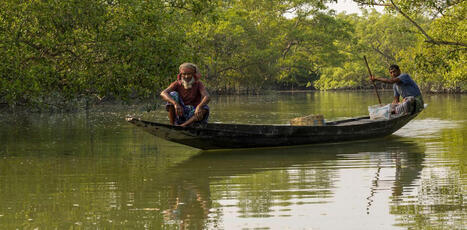 Mangrove restoration is becoming big business, but benefits don&rsquo;t always reach local people | &Eacute;cosyst&egrave;mes Tropicaux | Scoop.it