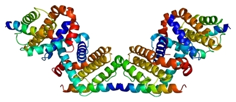 Une unique protéine pourrait-elle soigner cancers, Alzheimer et infections ? | Salud Publica | Scoop.it