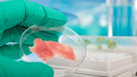 Lab-Grown Meat Approved to Sell for the First Time in the U.S. - The New York Times | Genetic Engineering in the Press by GEG | Scoop.it