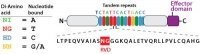 UK and Europe: TAL Effector Assembly Service from Stratech | TAL effector science | Scoop.it