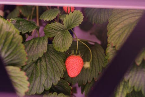 #AgriTech : Agricool lève 8 millions d'euros et démarre la distribution de ses fraises dans Paris - Maddyness | ESPACES VEGETALISES URBAINS | Scoop.it