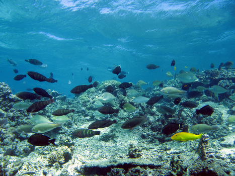 Mieux évaluer les aires marines protégées - IRD | Biodiversité | Scoop.it