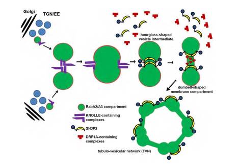 SH3P2 plays a crucial role at the step of membrane tubulation during cell plate formation in plants | The Plant Cell | Scoop.it