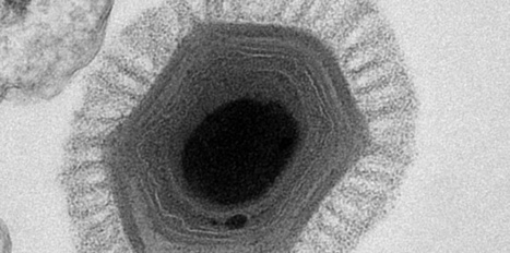 Thirty-thousand-year-old distant relative of giant icosahedral DNA viruses with a pandoravirus morphology | Bioscience News - GEG Tech top picks | Scoop.it