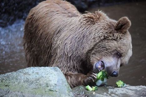 Pyrénées: des associations poursuivent l’Etat afin de réintroduire davantage d’ours | Biodiversité | Scoop.it