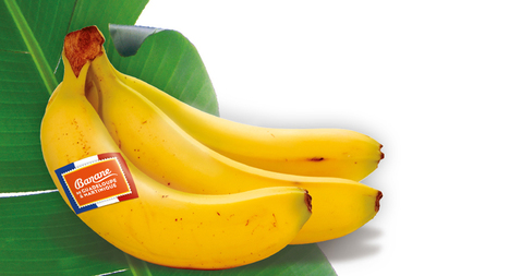 Procès Chlordécone : Les producteurs de bananes déclarent partager l’indignation soulevée suite à l'annonce d'un éventuel non-lieu | Revue Politique Guadeloupe | Scoop.it