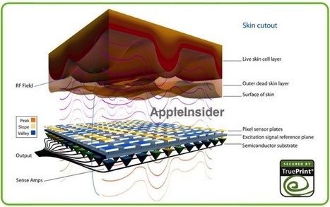 Analyst Predicts Fingerprint Scanner For iPhone 5S | iPhone-Developers | Apple News - From competitors to owners | Scoop.it