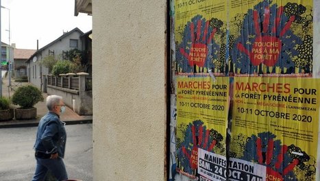 Lannemezan : hêtre ou pas hêtre ? Polémique autour d’un projet de scierie | Vallées d'Aure & Louron - Pyrénées | Scoop.it
