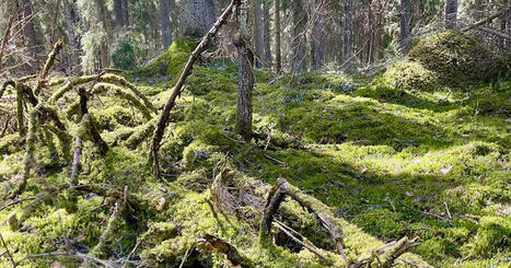 Hausjärvi sai vanhaa metsää miljoonaperintönä, nyt suunnittellaan avohakkuuta – kunnanjohtaja: ”Se on kasvunsa lopussa” | Kanta-Häme | Yle | 1Uutiset - Lukemisen tähden | Scoop.it