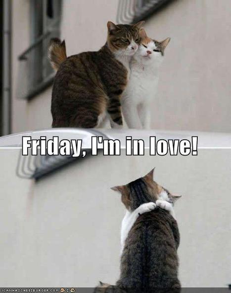 Friday, I’m in Love: Hugsiez!!! - Lolcats 'n' Funny Pictures of Cats - I Can Has Cheezburger? | Lolcats | Scoop.it